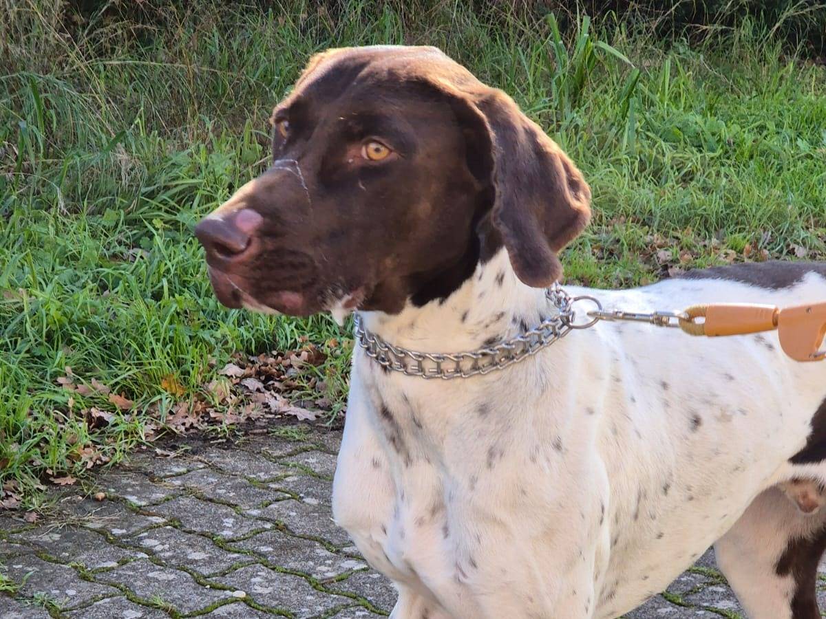 Adozione cane, maschio, Bracco Razza sconosciuta, 1 anno e 3 mesi, taglia grande, Bari
