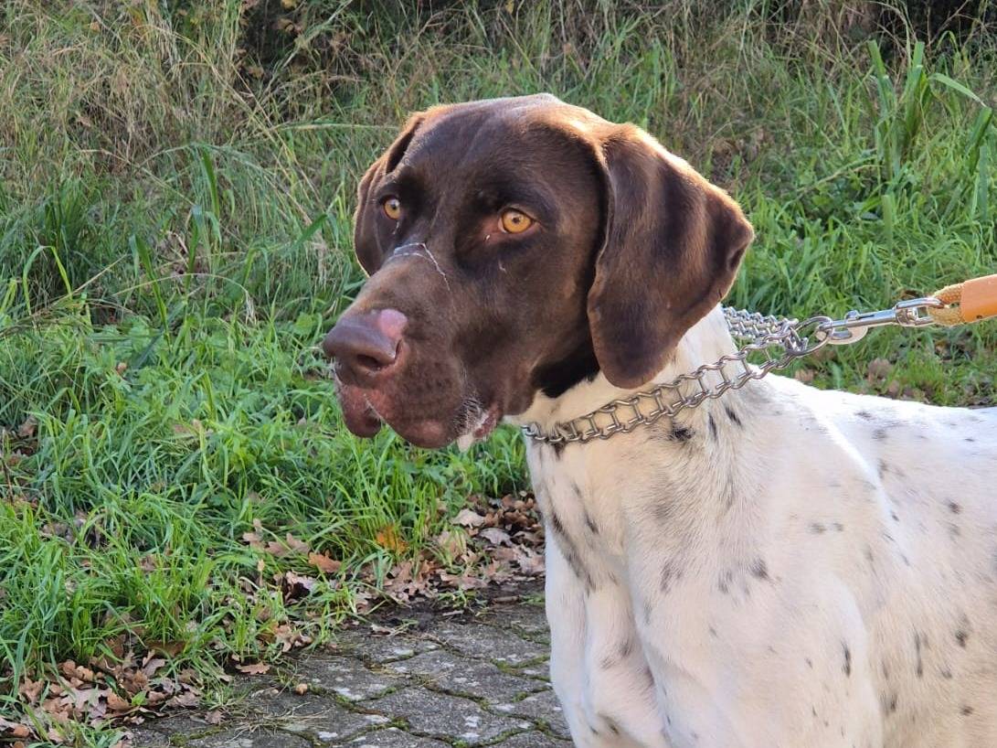 Adotta un cane, maschio, 1 anno e 3 mesi, Bari