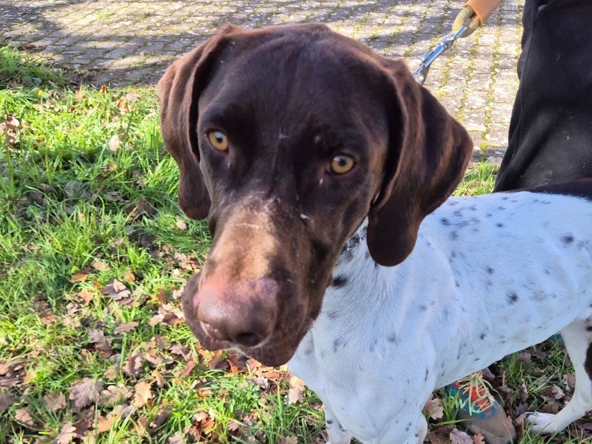 Adotta il cane Duca a Bari