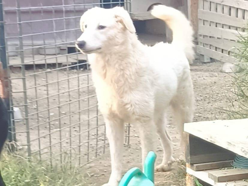 Adozione cane, maschio, Razza sconosciuta Pastore maremmano, 11 mesi, taglia media, Bologna