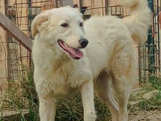 Adotta un cane, maschio, 11 mesi, Bologna