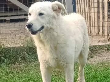 Adotta un cane, taglia media, maschio, Bologna