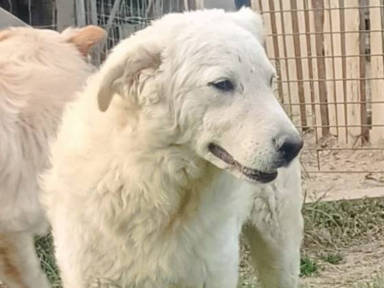 Vuoi adottare un cane a Bologna?