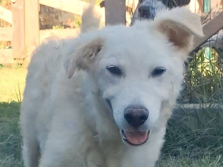 Adotta il cane LELLO a Bologna