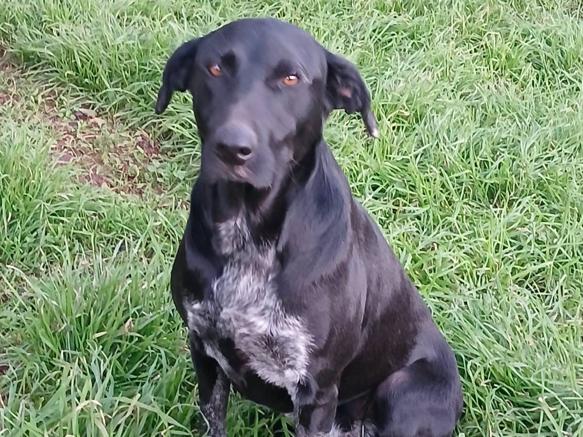 Adozione cane, femmina, Razza sconosciuta Razza sconosciuta, 2 anni e 4 mesi, taglia media, Bari