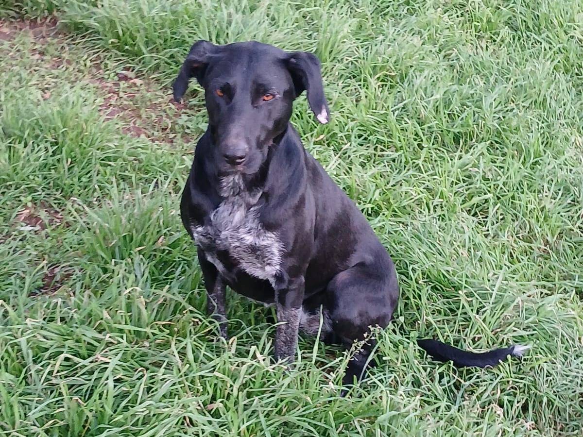 Adotta un cane, femmina, 2 anni e 4 mesi, Bari