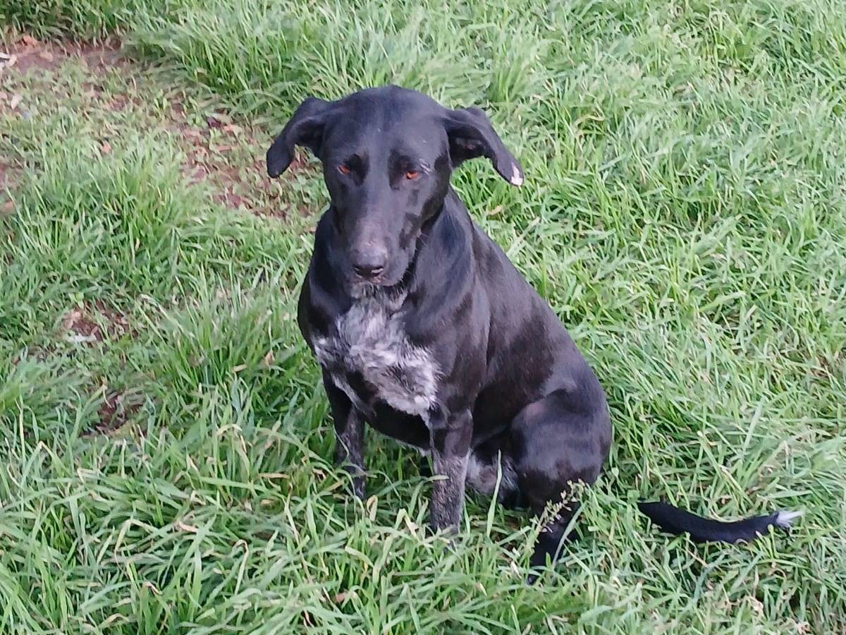 Adotta un cane, taglia media, femmina, Bari