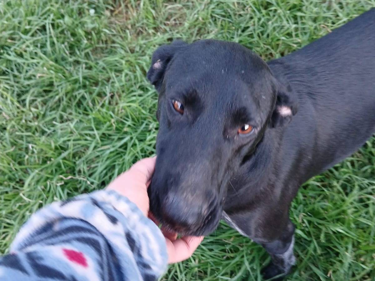 Vuoi adottare un cane a Bari?