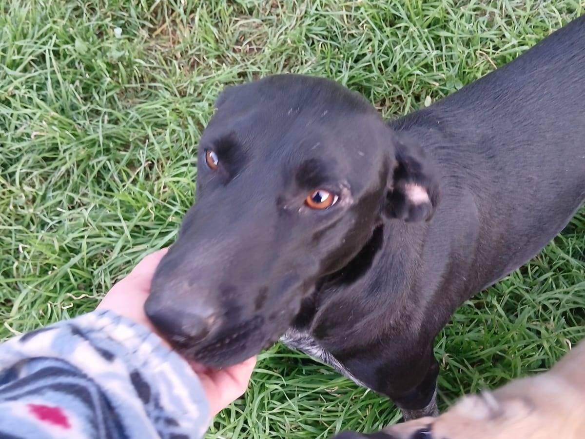 Adotta il cane Shilla a Bari