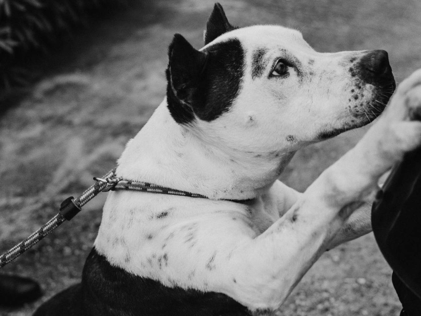Vuoi adottare un cane a Bari?