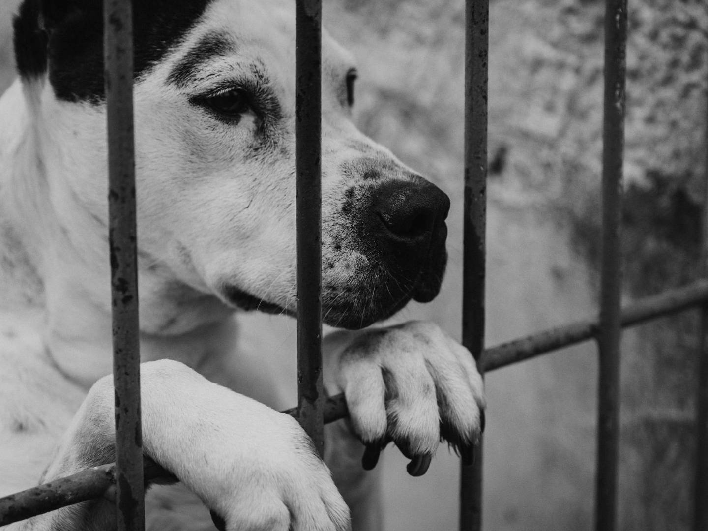 Adotta il cane Futura a Bari