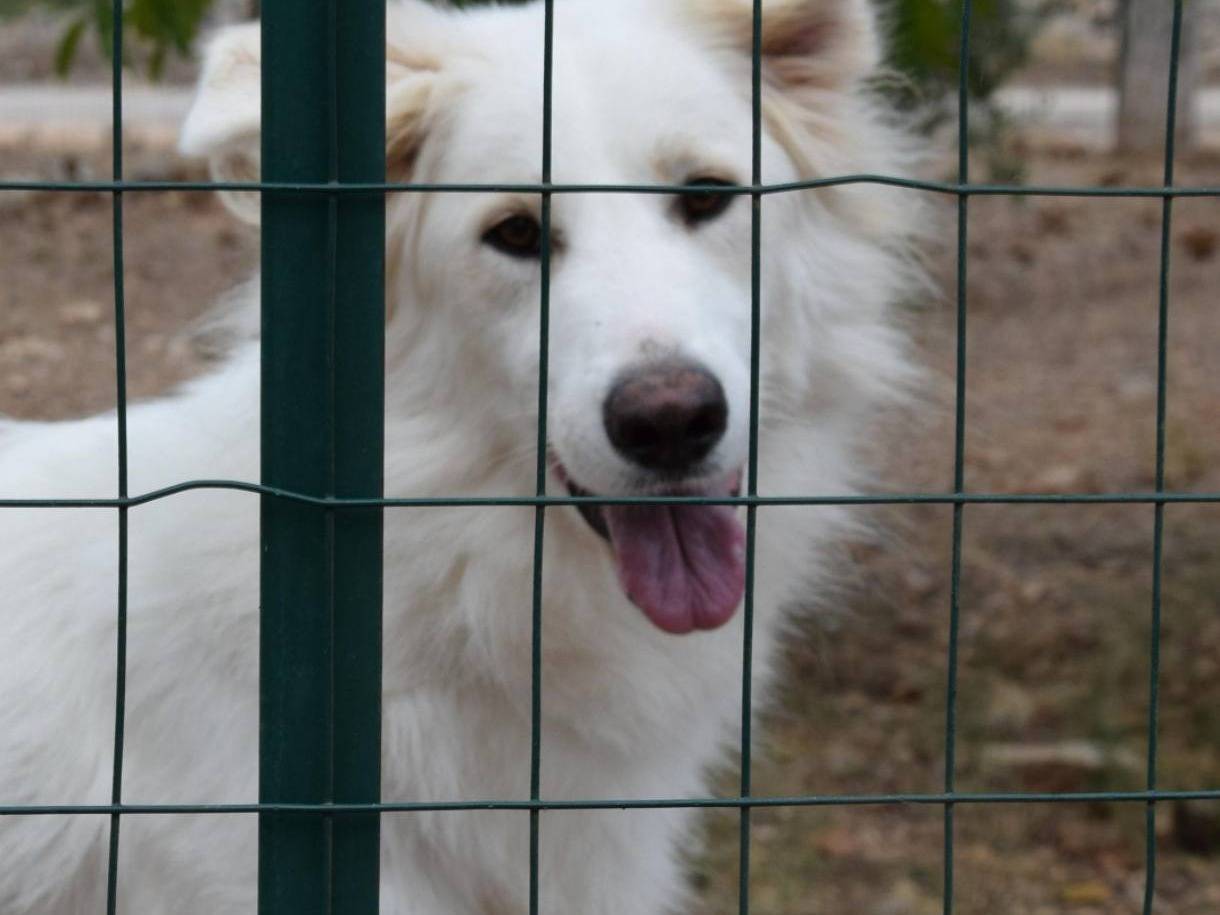 Vuoi adottare un cane a Bari?
