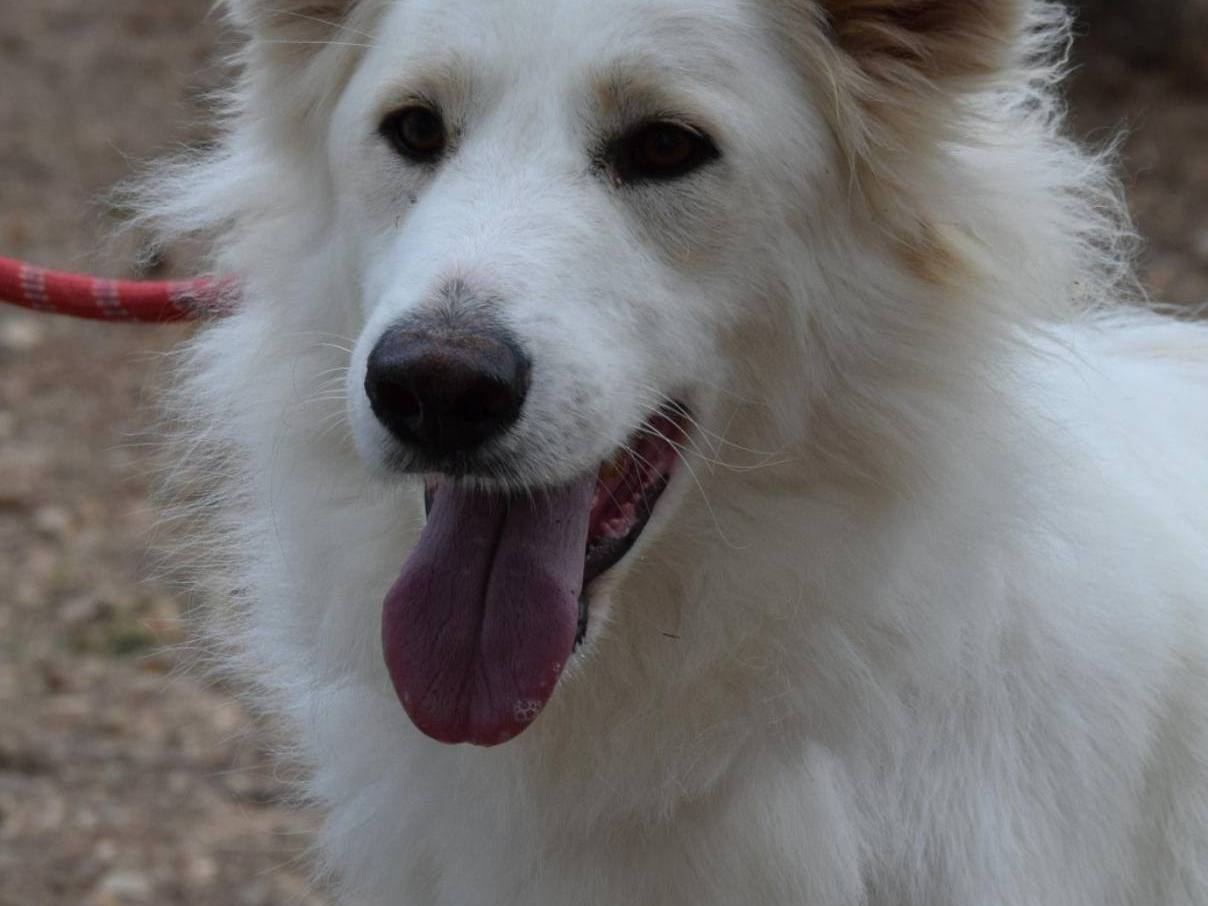 Adotta il cane Ciccio a Bari