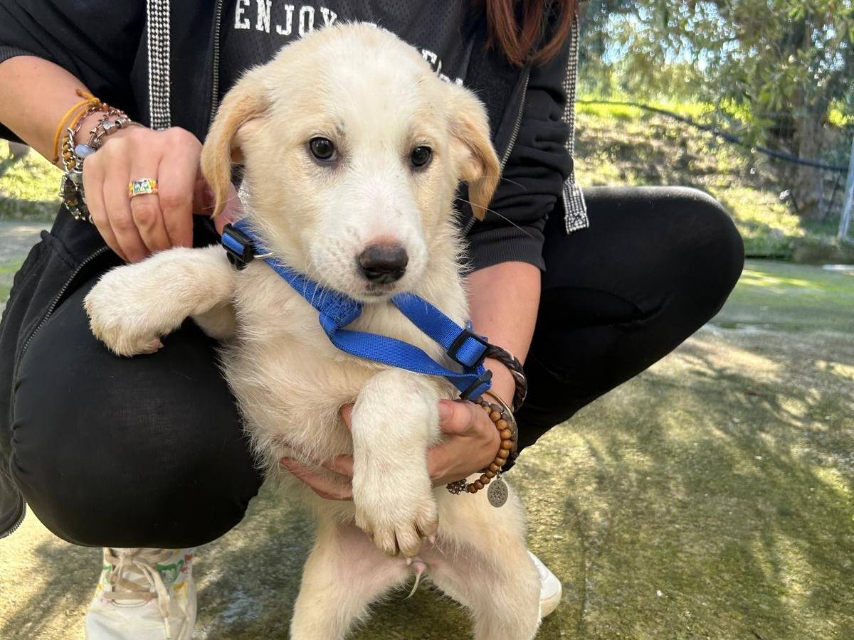 Adozione cane, femmina, Razza sconosciuta Razza sconosciuta, 3 mesi, taglia media, Torino