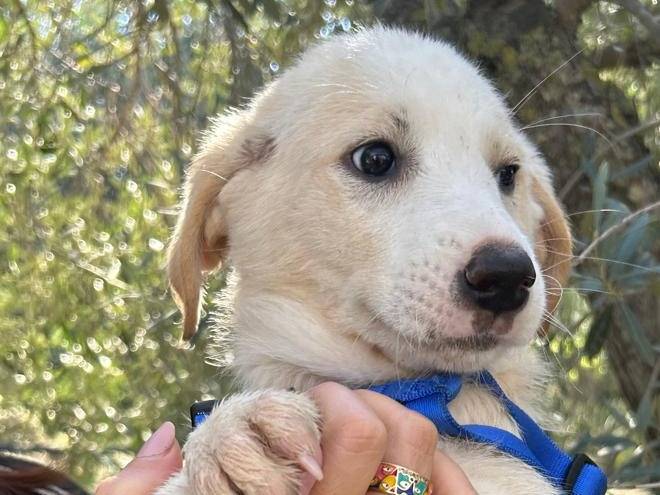 Adotta un cane, femmina, 3 mesi, Torino