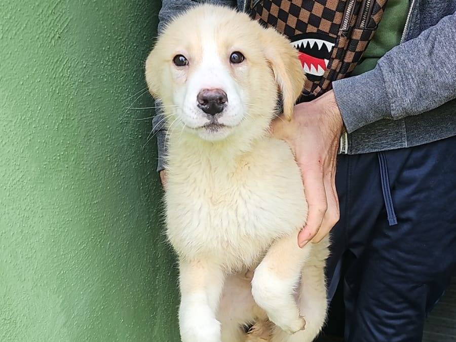 Adozione cane, maschio, Golden Retriever Razza sconosciuta, 2 mesi, taglia media, Caserta