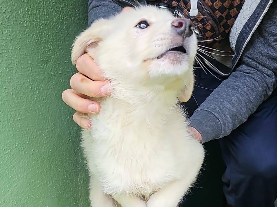 Adotta un cane, maschio, 2 mesi, Caserta