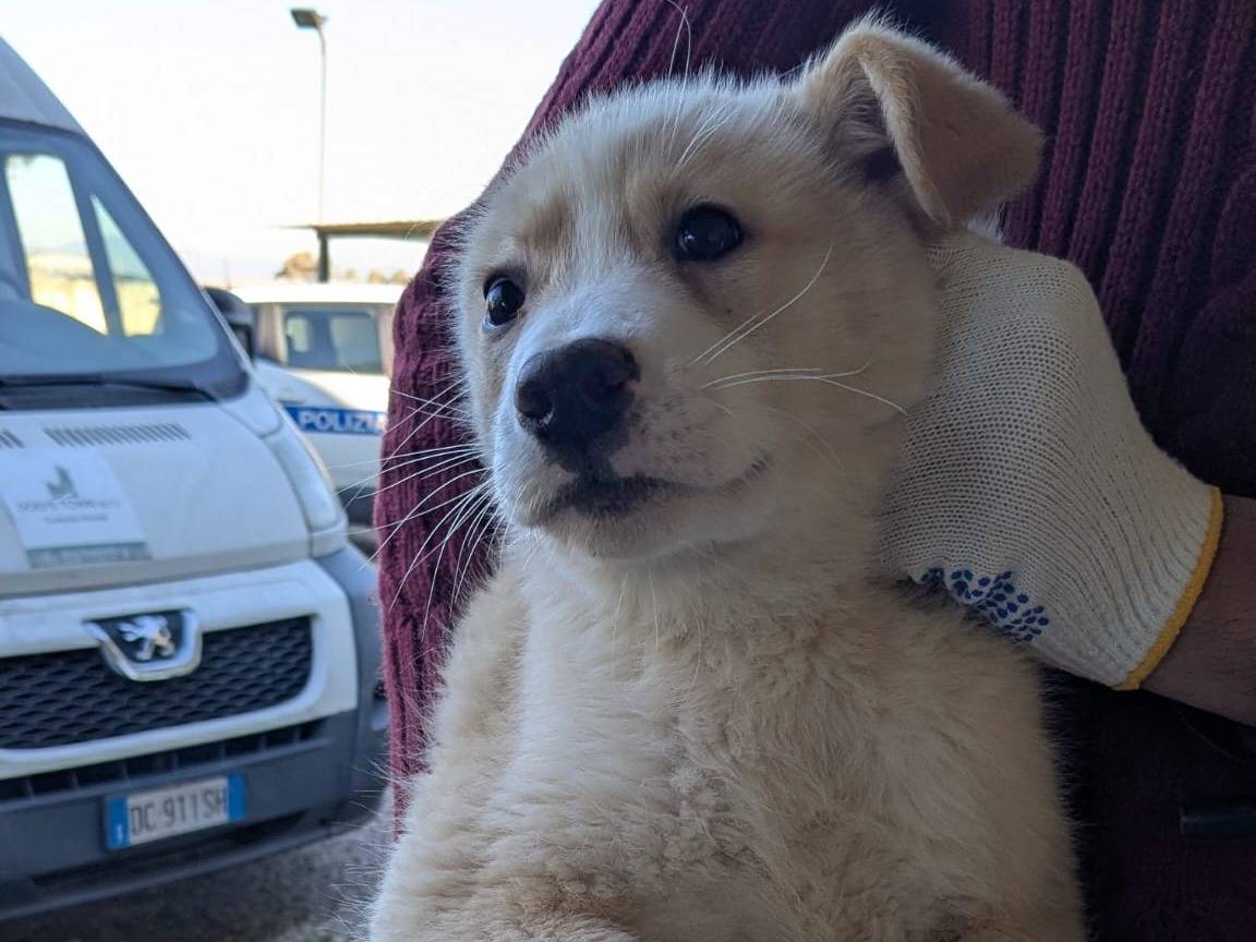 Adotta un cane, taglia media, maschio, Caserta