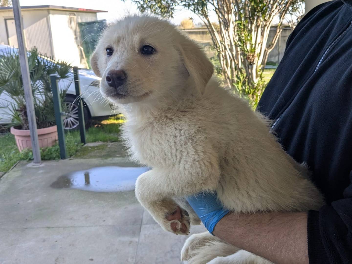 Adozione cane, femmina, Golden Retriever Razza sconosciuta, 2 mesi, taglia media, Caserta