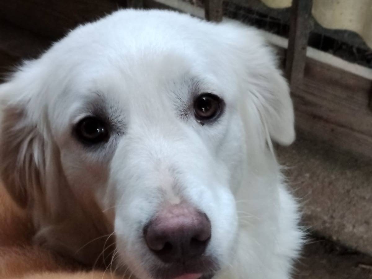 Adozione cane, femmina, Razza sconosciuta Razza sconosciuta, 1 anno, taglia media, Monza