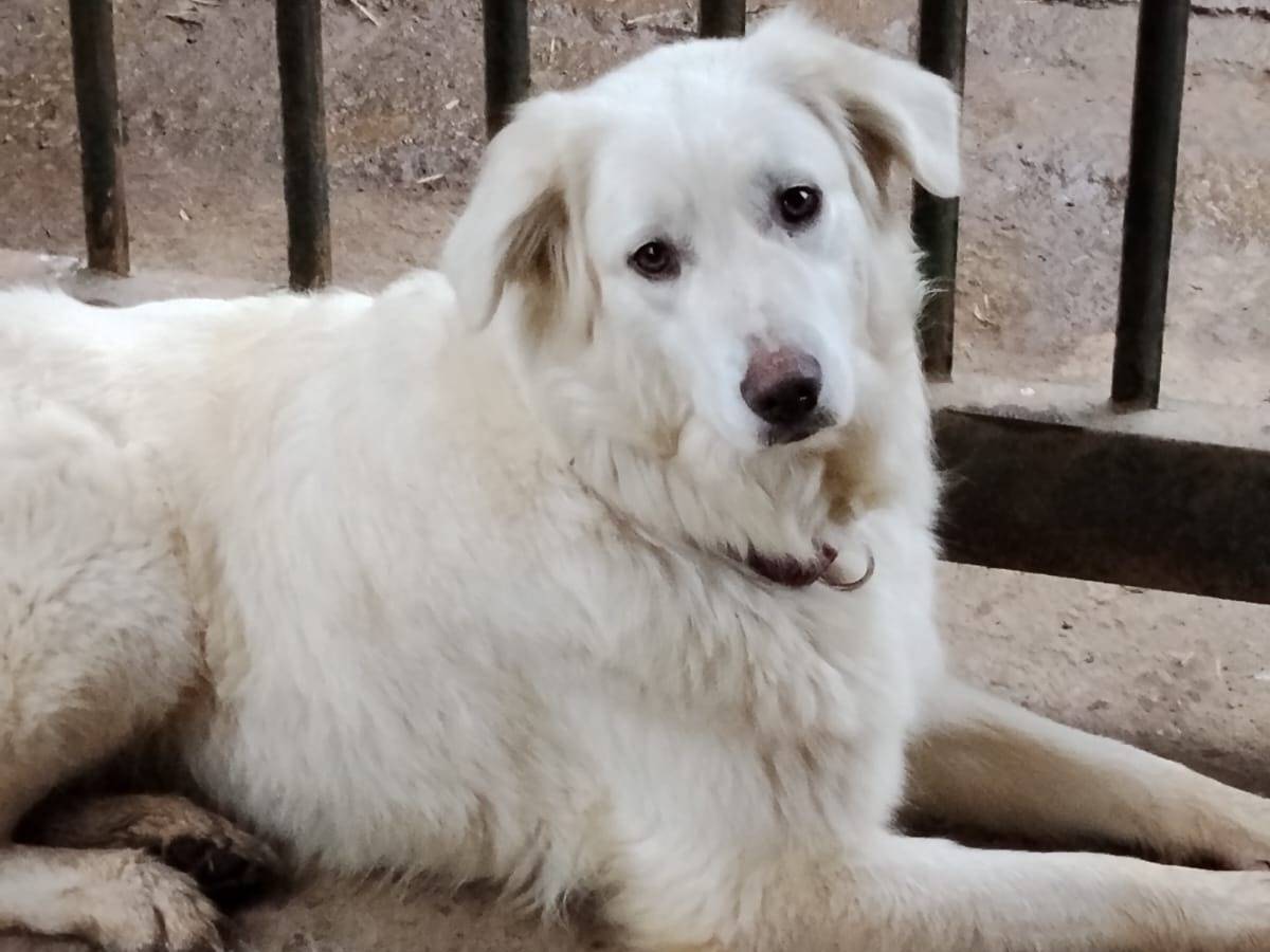 Adotta un cane, femmina, 1 anno, Monza