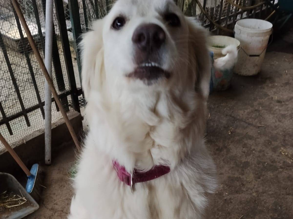 Vuoi adottare un cane a Monza?