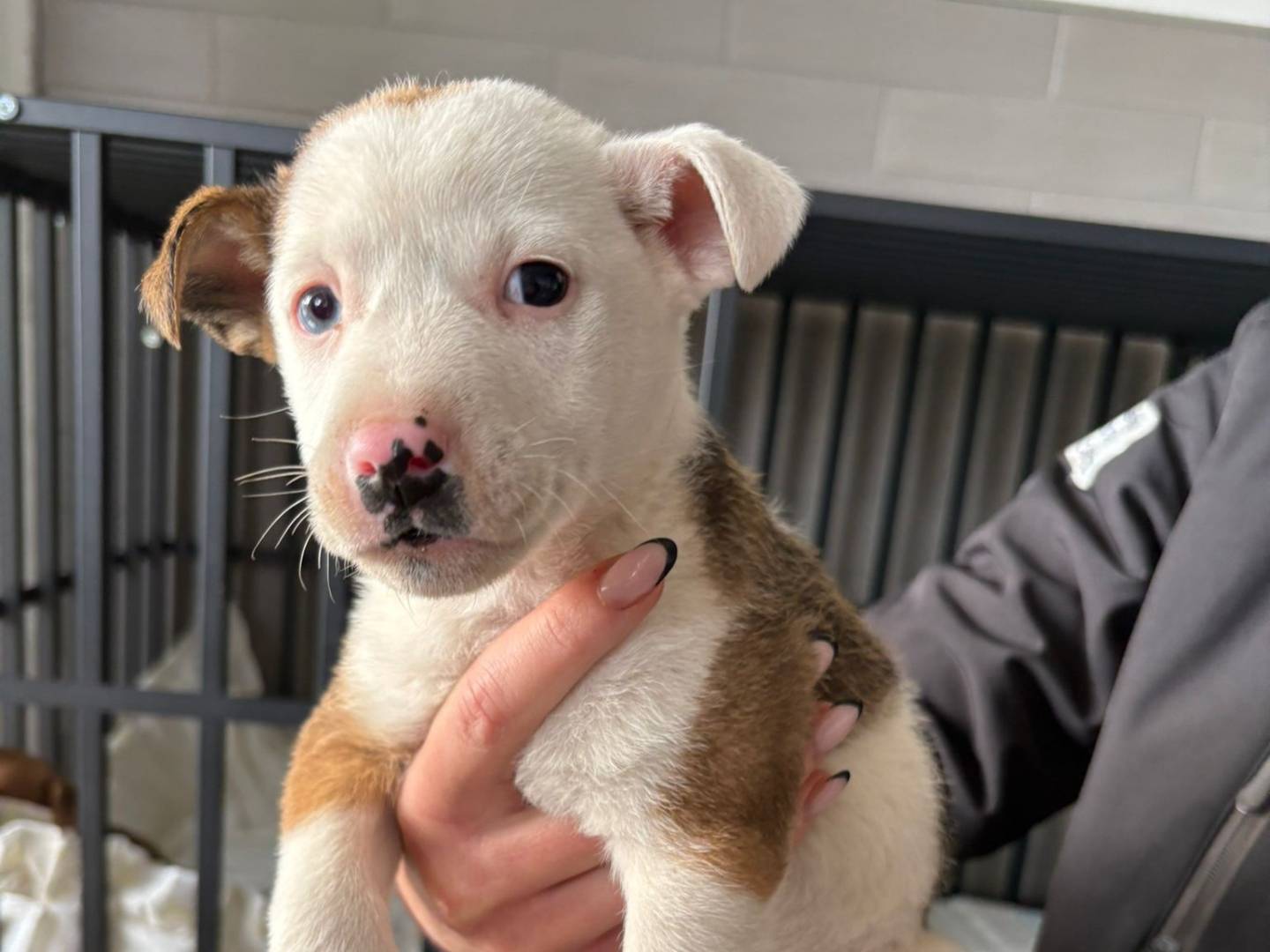 Adozione cane, femmina, Razza sconosciuta Razza sconosciuta, 1 mesi, taglia media, Crotone