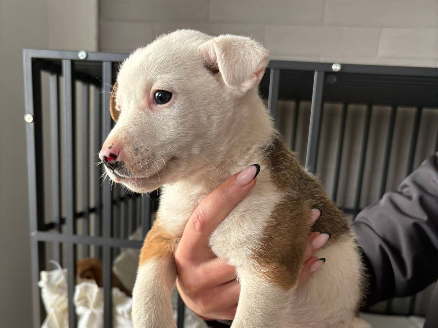 Adotta un cane, taglia media, femmina, Crotone