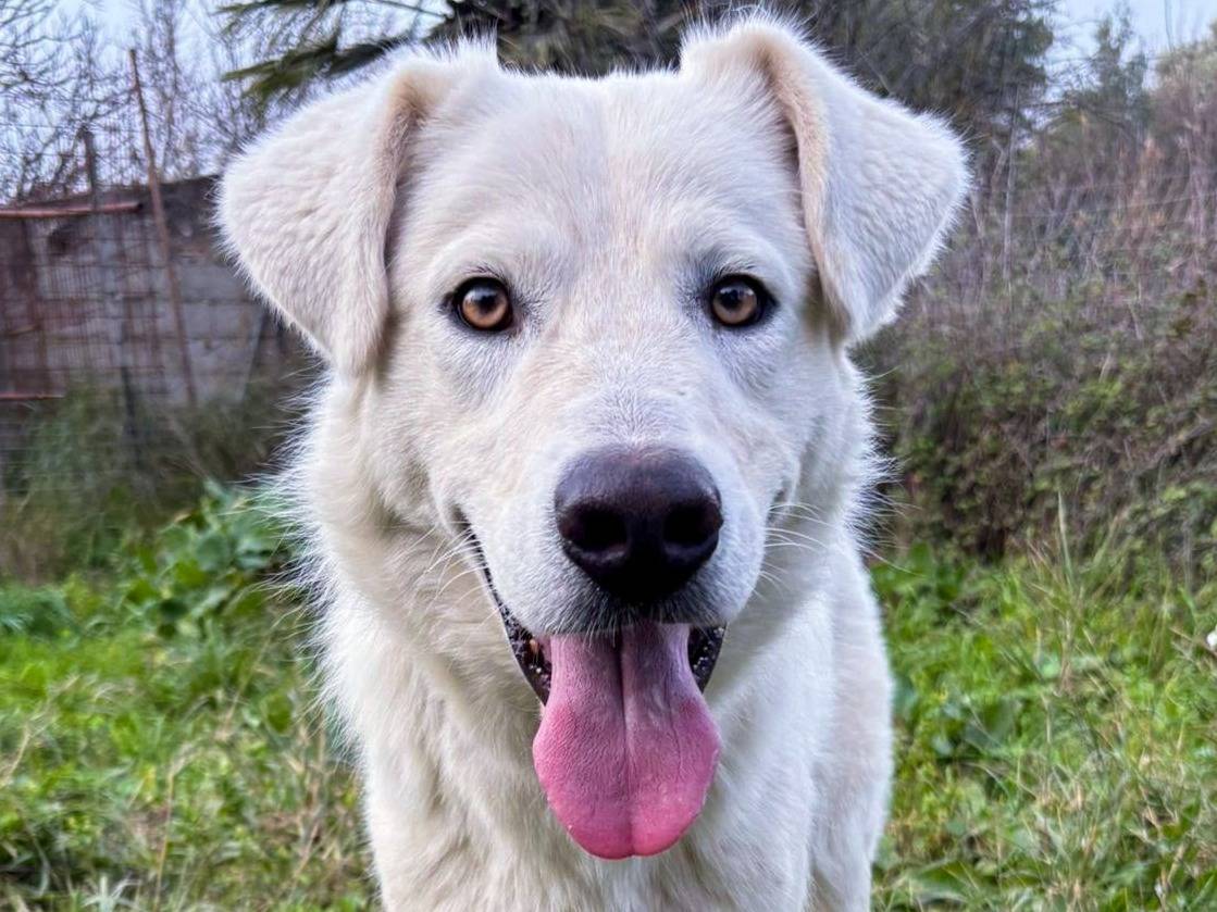 Adozione cane, maschio, Razza sconosciuta Razza sconosciuta, 1 anno e 2 mesi, taglia media, Crotone