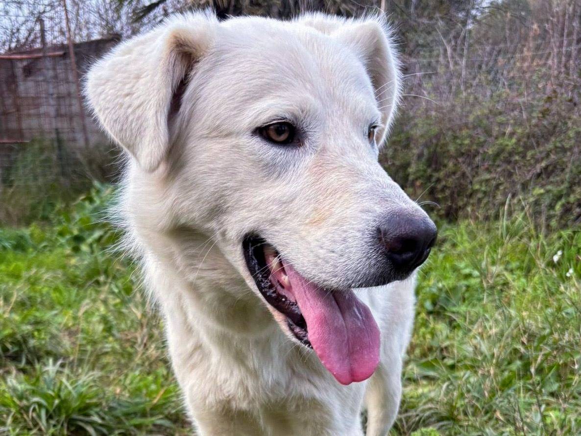 Adotta un cane, maschio, 1 anno e 2 mesi, Crotone