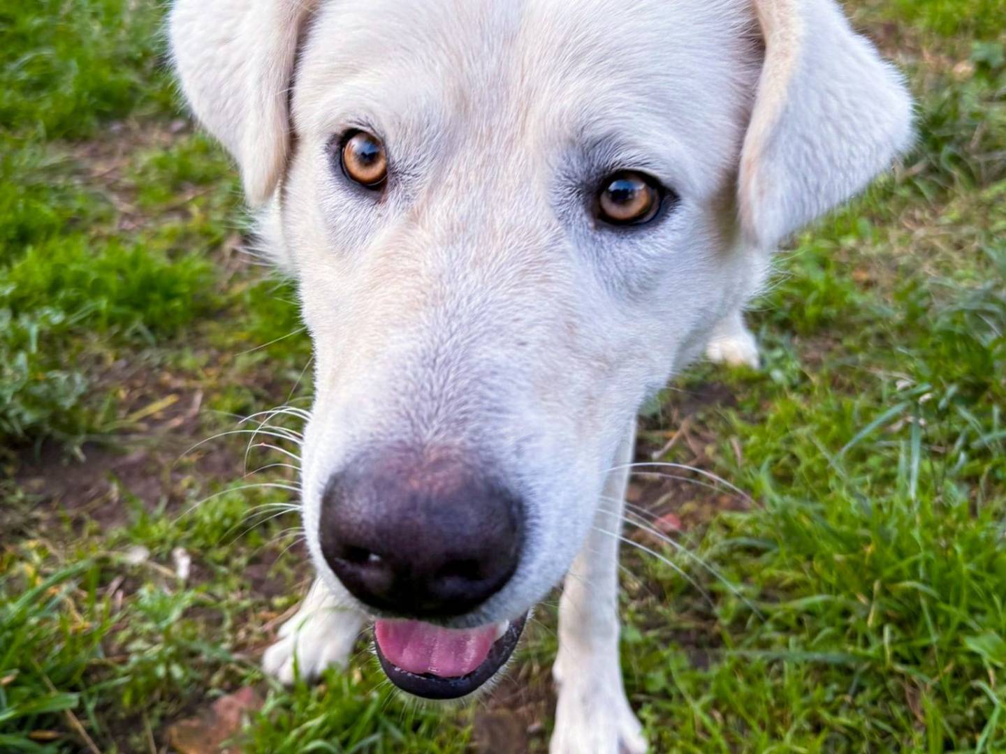 Adotta un cane, taglia media, maschio, Crotone