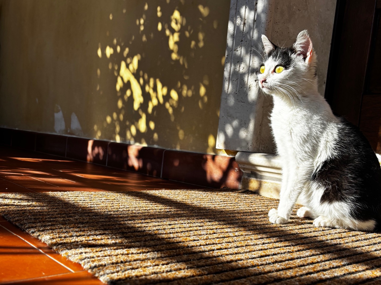 Adozione gatto, femmina, Razza sconosciuta Razza sconosciuta, 6 mesi, taglia non valida, Pescara