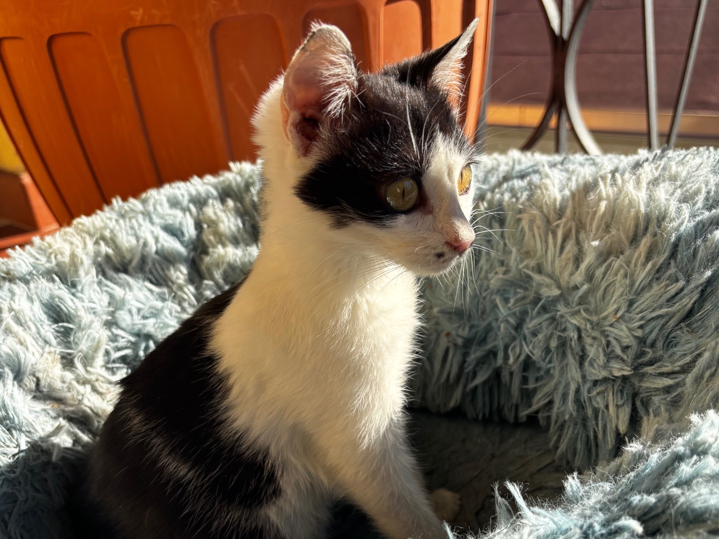 Adotta un gatto, femmina, 6 mesi, Pescara