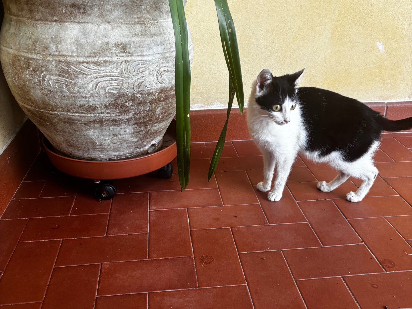 Adotta un gatto, taglia non valida, femmina, Pescara