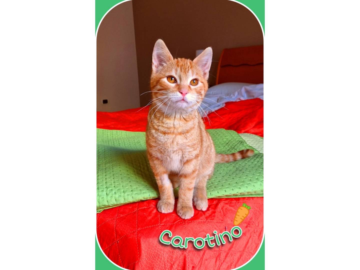 Adozione gatto, maschio, Razza sconosciuta Razza sconosciuta, 2 mesi, taglia non valida, Milano