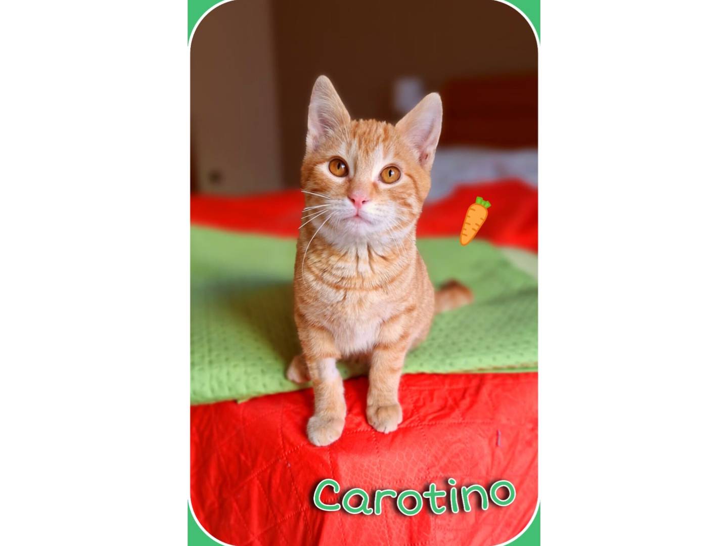 Adotta un gatto, maschio, 2 mesi, Milano