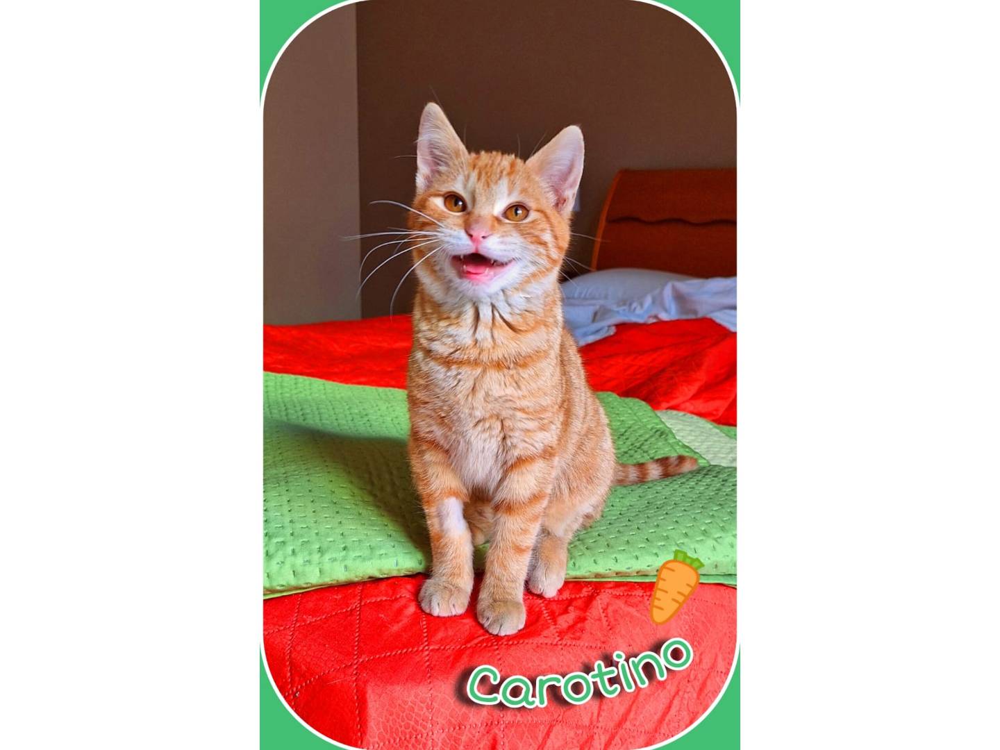 Adotta un gatto, taglia non valida, maschio, Milano