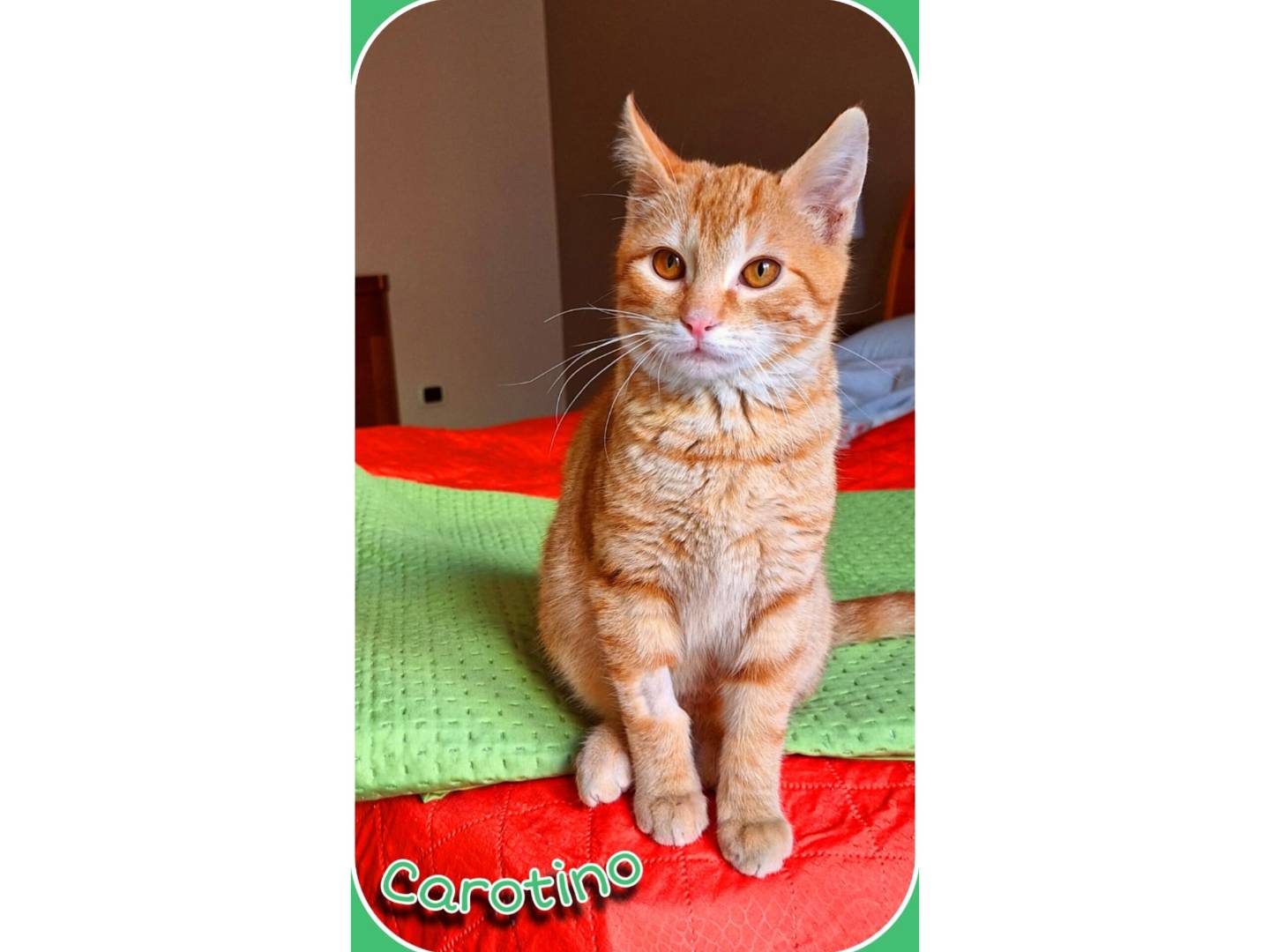 Vuoi adottare un gatto a Milano?