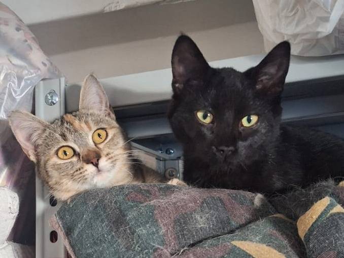 Adotta un gatto, femmina, 4 mesi, Milano