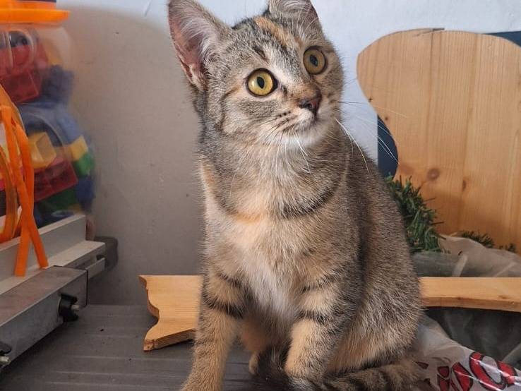 Adotta un gatto, taglia non valida, femmina, Milano