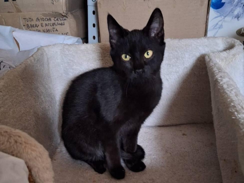 Vuoi adottare un gatto a Milano?