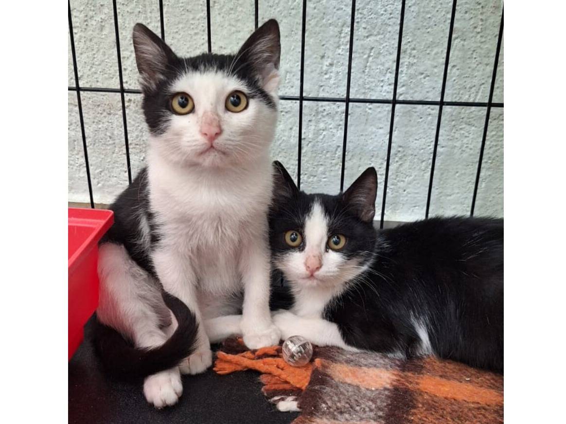 Adozione gatto, maschio, Razza sconosciuta Razza sconosciuta, 3 mesi, taglia non valida, Milano