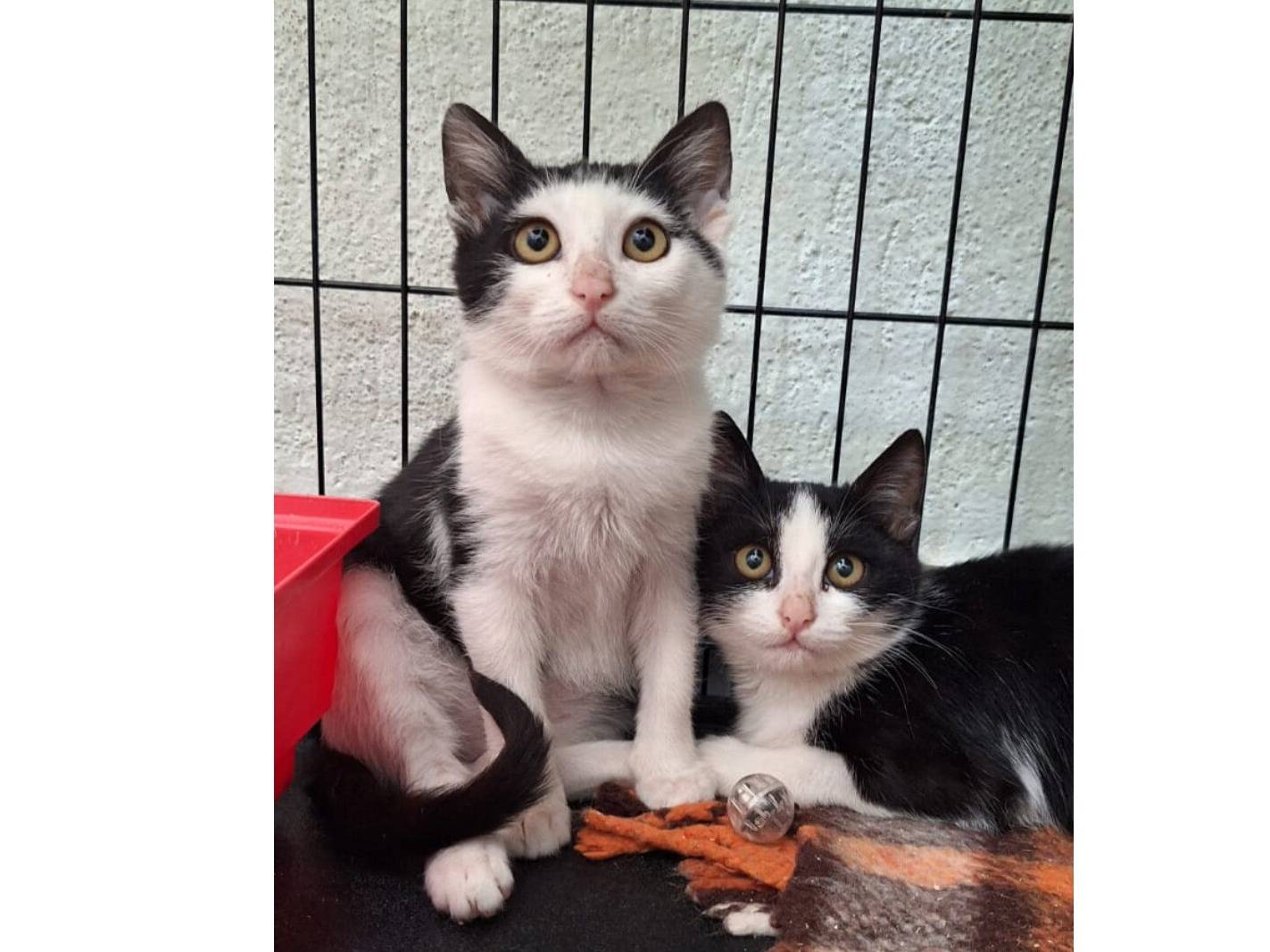 Adotta un gatto, maschio, 3 mesi, Milano