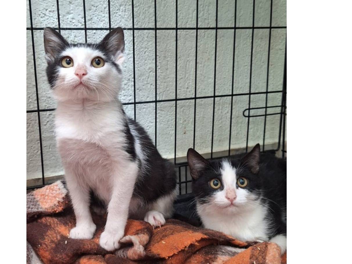 Vuoi adottare un gatto a Milano?