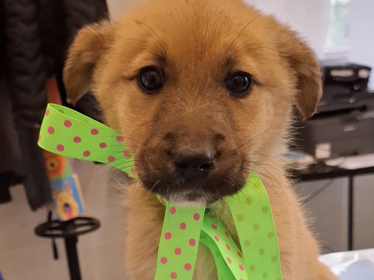 Adotta un cane, femmina, 3 mesi, Foggia