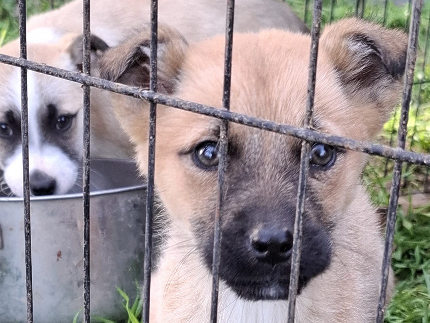 Adozione cane, femmina, Razza sconosciuta Razza sconosciuta, 3 mesi, taglia media contenuta, Foggia
