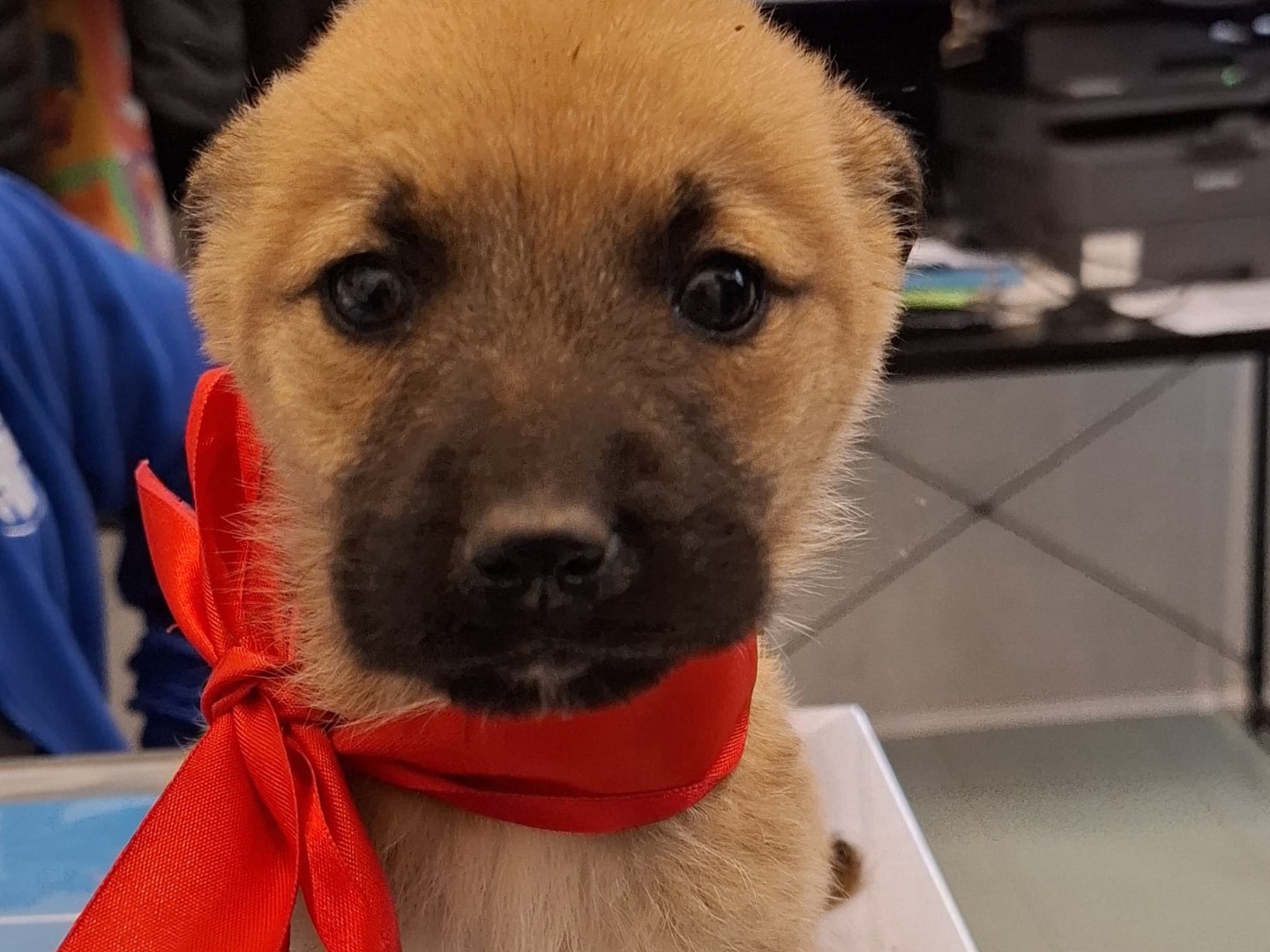 Adotta un cane, femmina, 3 mesi, Foggia