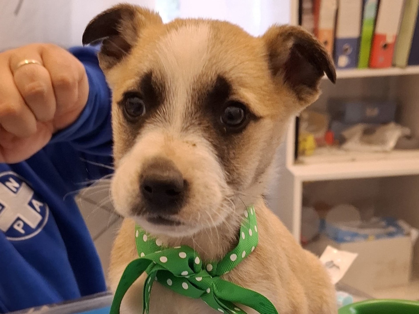 Adotta un cane, femmina, 3 mesi, Foggia