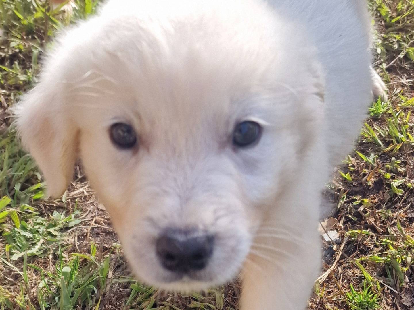 Adozione cane, maschio, Pastore maremmano Razza sconosciuta, 2 mesi, taglia grande, Latina