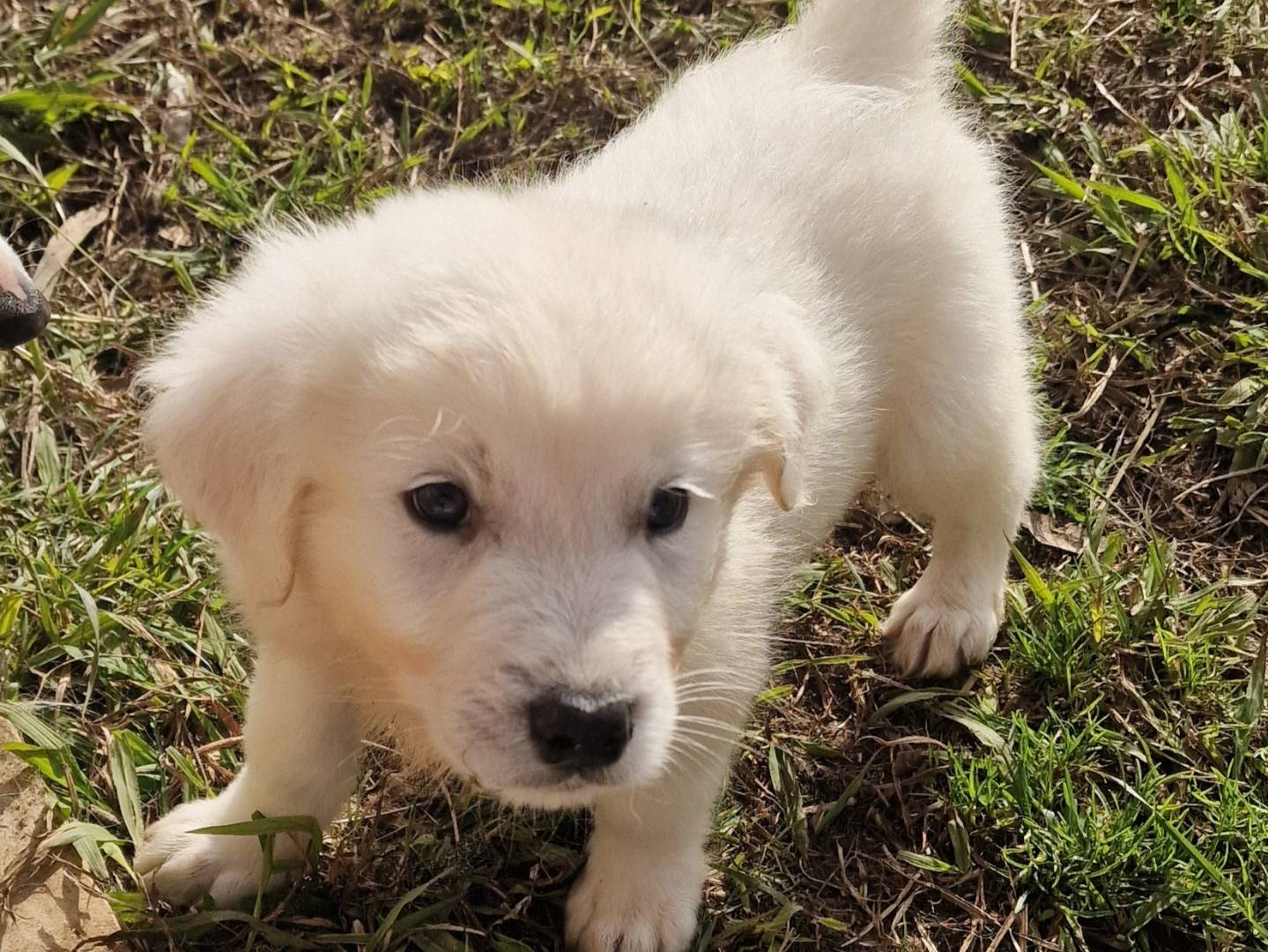 Adotta un cane, maschio, 2 mesi, Latina